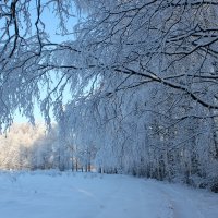 Вот она - Зима! :: Наталья Лунева 