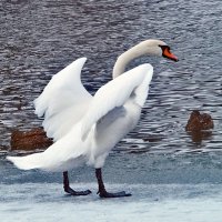 Решил поплавать! :: Наталья 