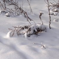 склонились травы под снегом... :: Валентина. .