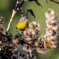 Белоглазая парула / Parula americana :: Elena Spezia