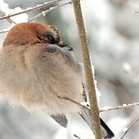 Спящая жительница леса :: Майкл 