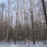 Зимний лес :: Денис Геранькин