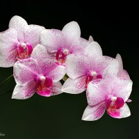 Ветка орхидеи :: Светлана Л.