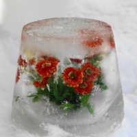Лето зимой :: Сергей *