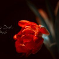 Огненный тюльпан :: Anastasiya 