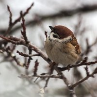 Думал, что весна пришла, а это зима вернулась... :: Ирина Приходько