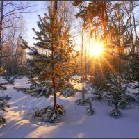 Мороз и Солнце! :: Владимир Холодный