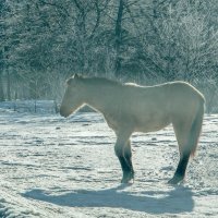 Утро морозное... :: Юлия Бабитко