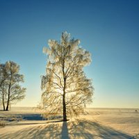 утро :: Николай Мальцев