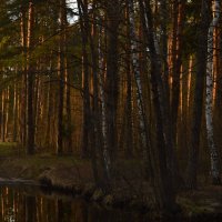 Лесной закат :: Сергей 