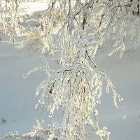 Блестят на солнце кружева зимы... :: nadyasilyuk Вознюк