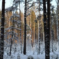 Зимний лес :: Вера Андреева