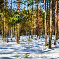 Зимний лес (февраль) :: Милешкин Владимир Алексеевич 