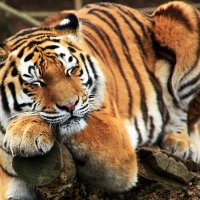 Уставший тигр :: Alexander Andronik