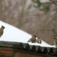 Свиристельки :: Елена Швыдун