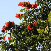 Африканское тюльпанное дерево(Спатодея колокольчатая) :: Антонина 