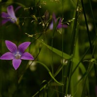 Лесные цветы :: Ольга Козинец