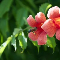 Раз пчела в теплый день весной ..... :: Александр Бойко