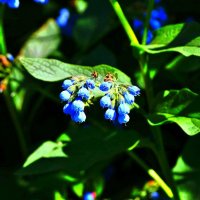 Синие цветы :: Кулага Андрей Андреевич 