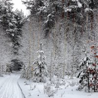 Под утро здесь гулял морозец... :: Лесо-Вед (Баранов)