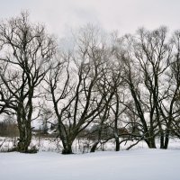 Дерева вы мои дерева... :: АЛЕКСАНДР СУВОРОВ