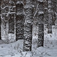 Зимний лес :: Виктор Четошников