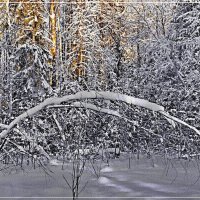 Зимний лес. :: Любовь Чунарёва