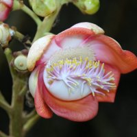 Курупита гвианская (лат. Couroupita guianensis) :: Антонина 