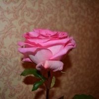 Нежная роза :: Натали 