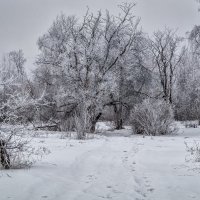 Иний :: Андрей Дворников