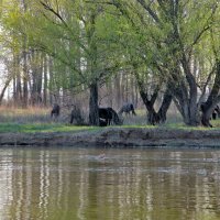 Весна :: Елена Назарова