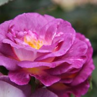 Сиреневая роза(без фотошопа) :: Антонина 