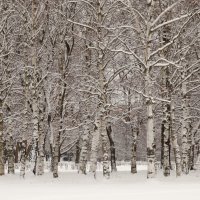 Заснеженные березки на поляне в зимнюю пору. :: Владимир Гилясев