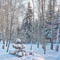 В лесу родилась елочка... :: Евгений Кузнецов