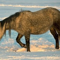 СИБИРСКИЕ  ЛОШАДКИ :: Аркадий Иваковский