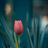 Медитация на тюльпан. :: Елена Леневенко