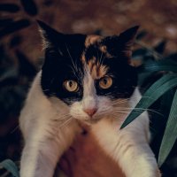 кошка из приюта :: Виктория Коломиец