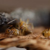 Из жизни муравьев :: Аркадий Назаров