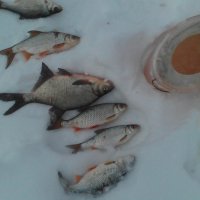 Зимняя рыбалка :: Наталья Куклина