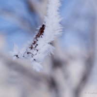 Ветка замёрзшей берёзы. :: Ильдар Мухаметзянов