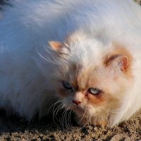 1 марта - Международный день кошек :: Елена Даньшина