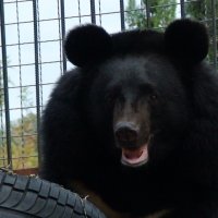 медведь :: elena manas