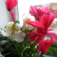 Цветы украшают мой дом :: Елена Семигина