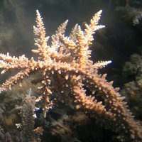 Ветка коралла :: Lukum 