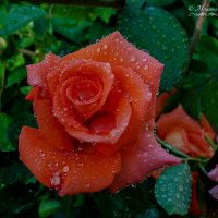 Розы после дождя_2 :: Mikhail Andronikov