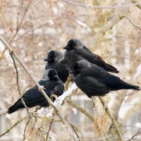 Jackdaws :: Евгений Балакин