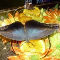 в музее бабочек :: Елена Шаламова