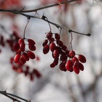 Барбарис зимой :: Олег Афанасьевич Сергеев