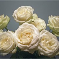 Белые розы :: Эля Юрасова