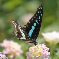 Бабочка на цветке :: maikl falkon 